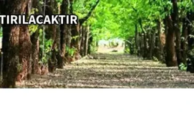 ORMAN YOLU YAPTIRILACAKTIR